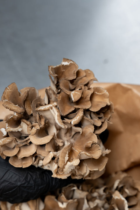 Exotische paddenstoelen