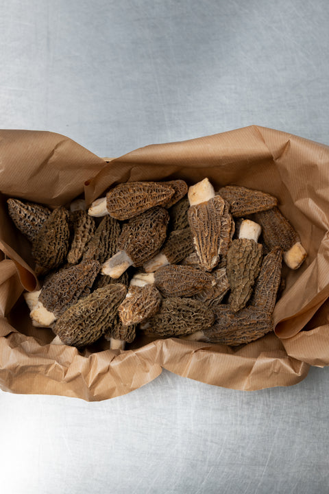 Morilles vers mini