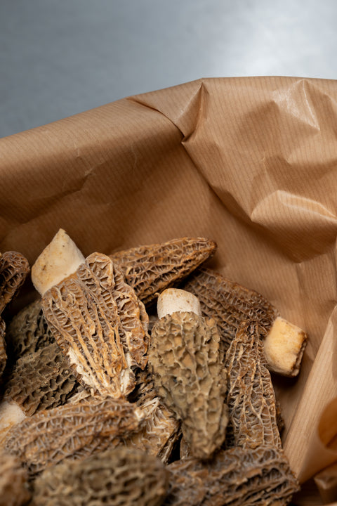 Morilles vers mini