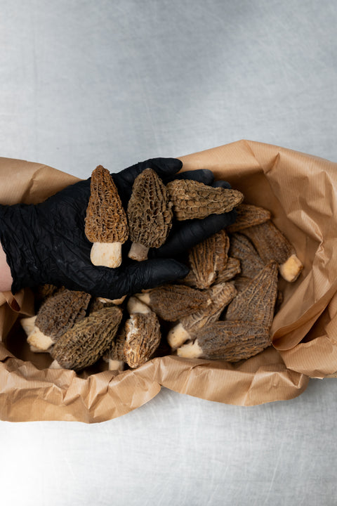 Morilles vers mini