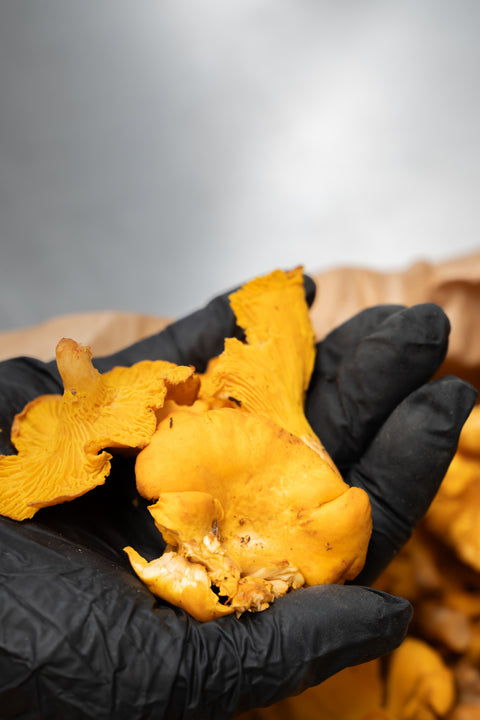 Girolle +5cm