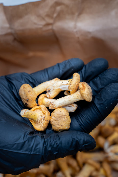Girolle mini 2-3cm