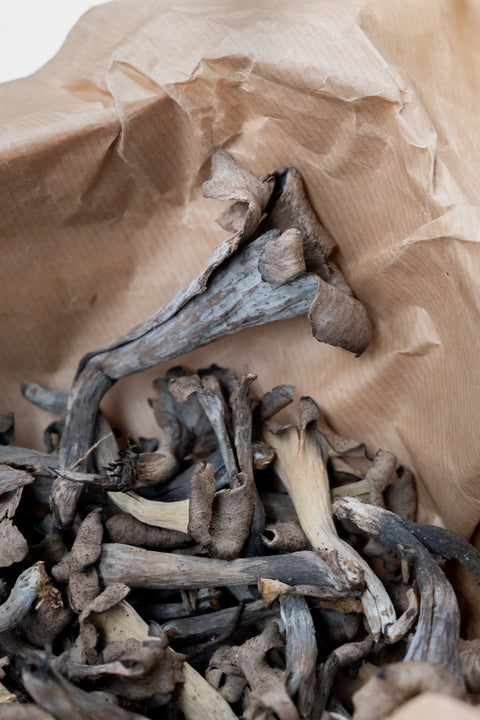 Trompette-de-la-mort