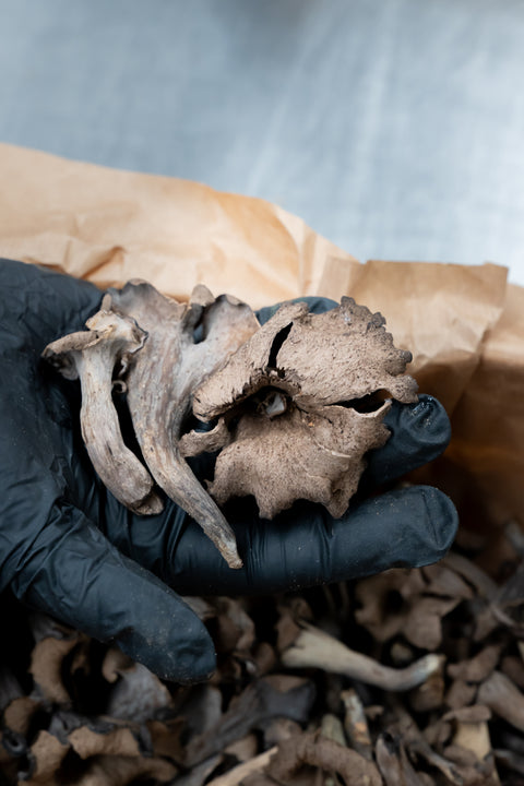 Trompette-de-la-mort