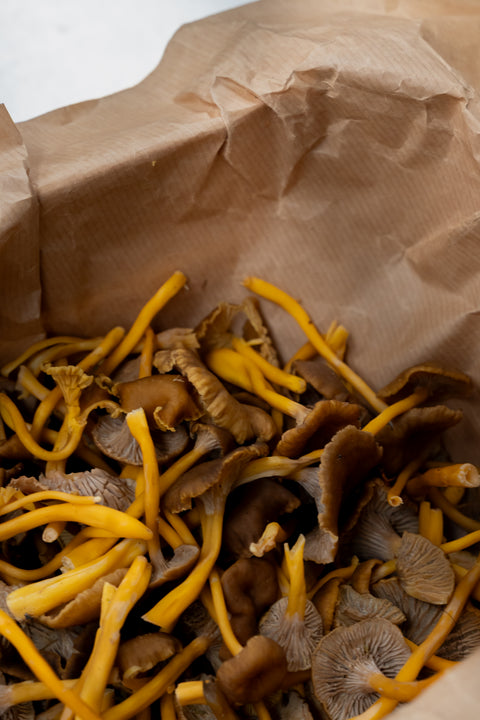 Chanterelle grijs