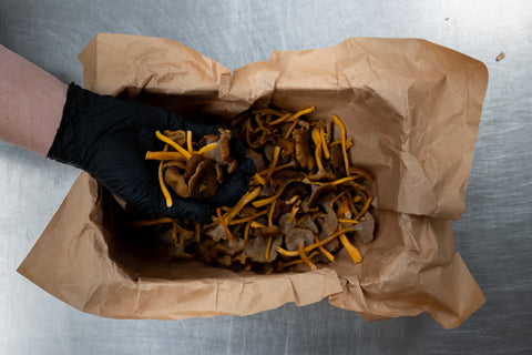 Chanterelle grijs