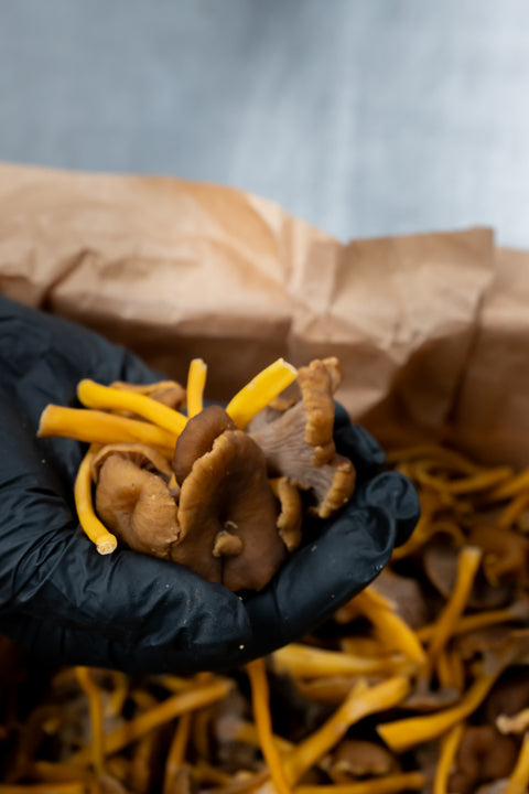 Chanterelle grijs